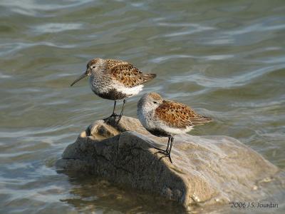 Dunlin4614b.jpg