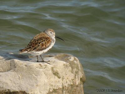 Dunlin4618b.jpg