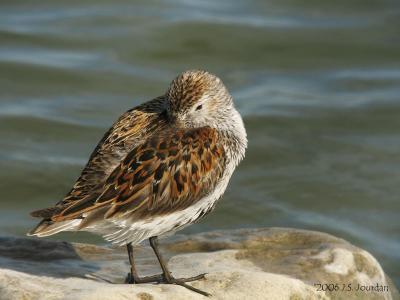 Dunlin4627b.jpg