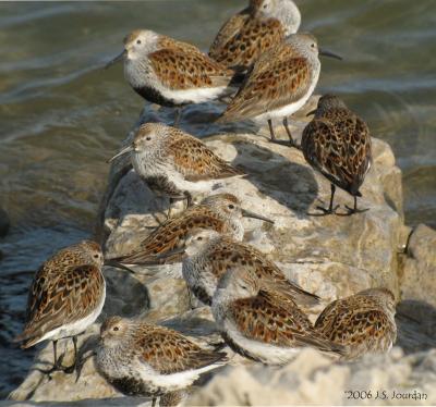 Dunlin4647b.jpg