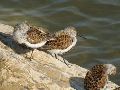 Dunlin4673b.jpg