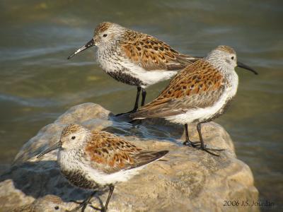 Dunlin4706b.jpg