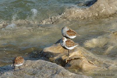 Dunlin6270b.jpg