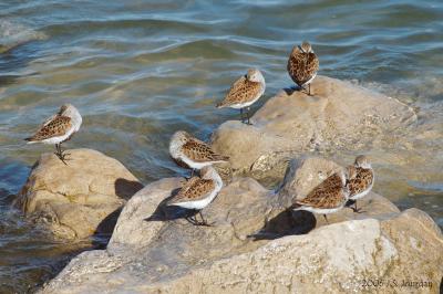 Dunlin6284b.jpg
