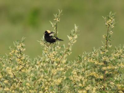 Bobolink5039b.jpg