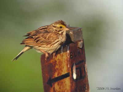 SavannahSparrow4872b.jpg