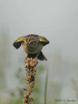 GrasshopperSparrow5134b.jpg