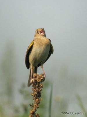 GrasshopperSparrow5138b.jpg