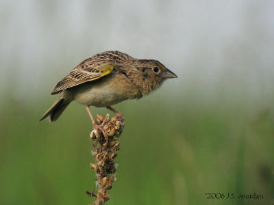 GrasshopperSparrow5154b.jpg