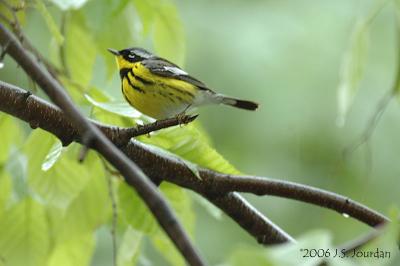 Magnolia Warbler