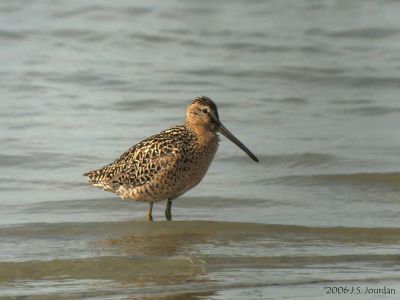 SBDowitcher5790b.jpg