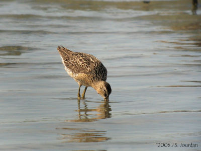 SBDowitcher5800b.jpg