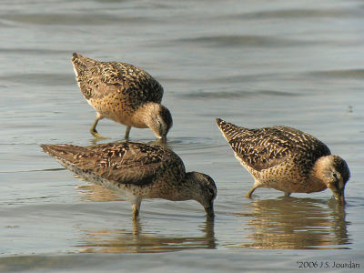 SBDowitcher5839b.jpg