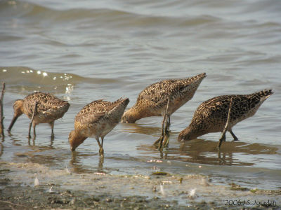 SBDowitcher5878b.jpg