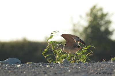 MarbledGodwit6979b.jpg