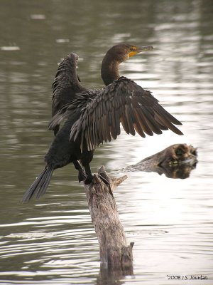 DoublecrestedCormorant3389b.jpg