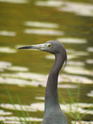 LittleBlueHeron3470b.jpg