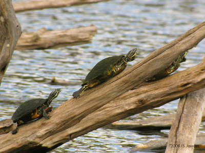 Turtles3460b.jpg