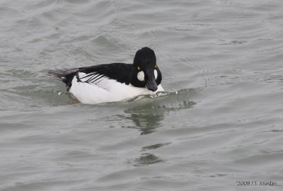 CommonGoldeneye3668b.jpg