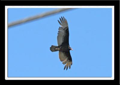 Turkey Vulture    0123