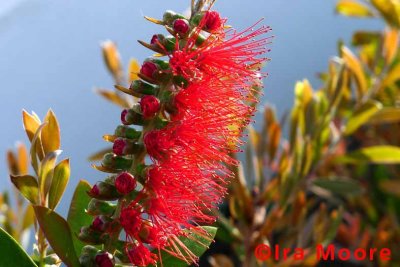 ner0411 18 callistemon zrmo.jpg