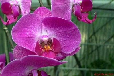 btu250411 15 orchideewtmk.jpg