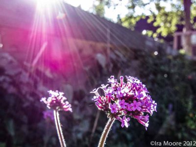 tuin150712-3 verbena zrmo.jpg