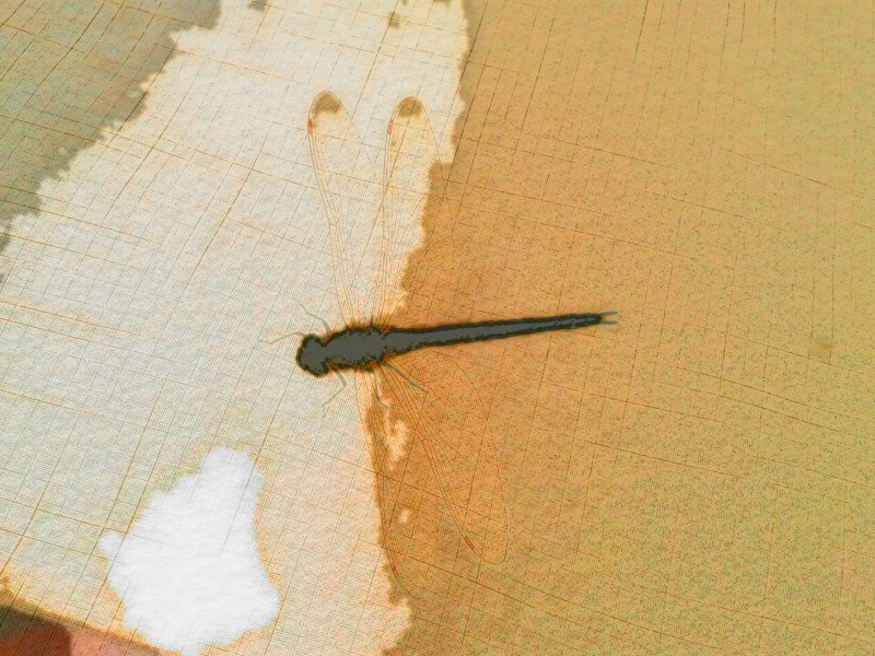 dragonFly