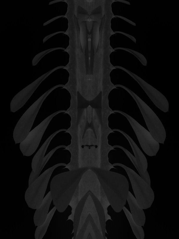 spine