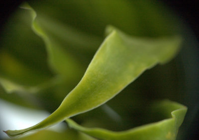 green base