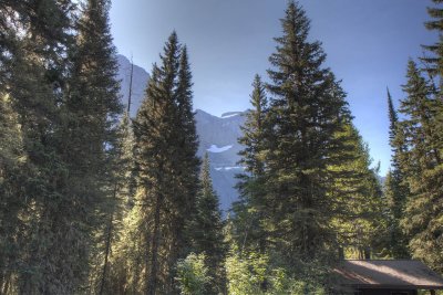 Through The Trees (HDR)
