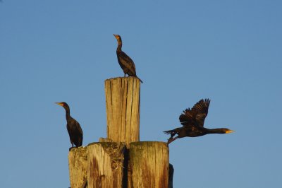 Cormorants in Queens
