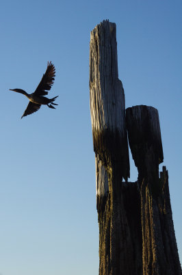 Cormorant in Queens