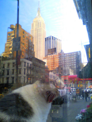 Empire State of Cat