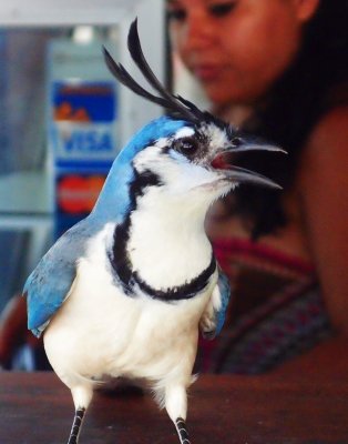 White Throated Blue Magpie Jay in Moctezuma