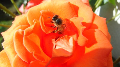 Bee on Orange Rose
