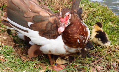 Muscovy Ducks and Chicks
