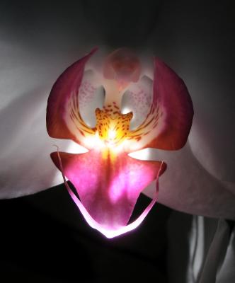 White Orchid
