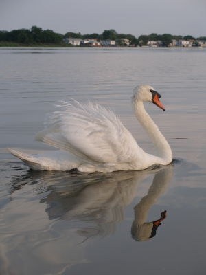 The Toxic Swan