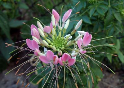 Spider or Sparkler Flower