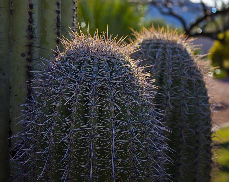 Cacti #1