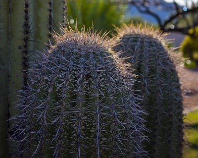 Cacti #1