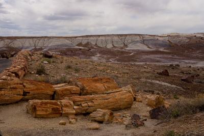 Petrified Forrest 11