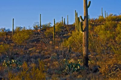 Saguaro National Park  06
