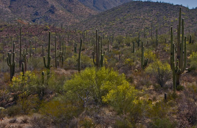 Saguaro National Park  09
