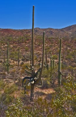 Saguaro National Park  10