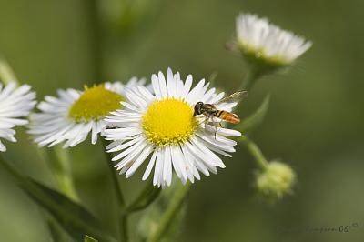 Beeflowersharp.jpg