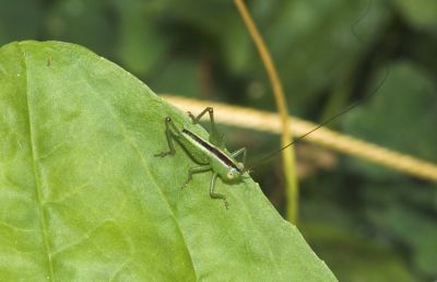 Grasshopper1293.jpg
