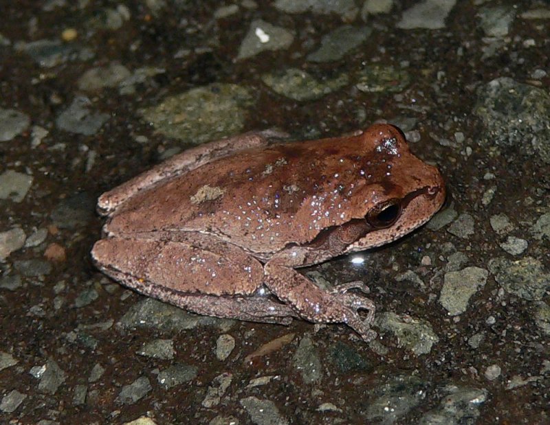 Pinewoods Treefrog - <i>Hyla femoralis</i>