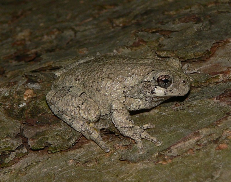Gray Treefrog - <i>Hyla versicolor</i>